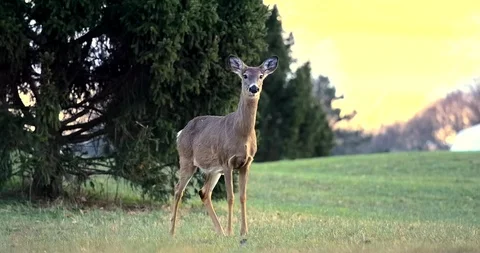 Deer in Sunset Stock Footage 127261731