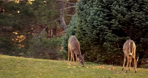 Deer in Sunset Stock Footage 127261759