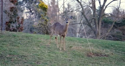 Deer in Sunset Stock Footage 127262210