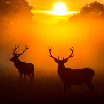 Deer at sunset Stock Photos