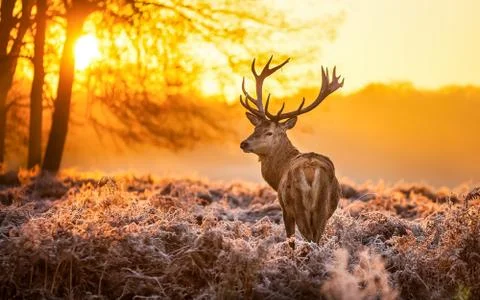 Deer in the sunset Fotos de archivo
