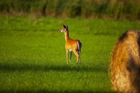 Deer at sunset Stock Photos