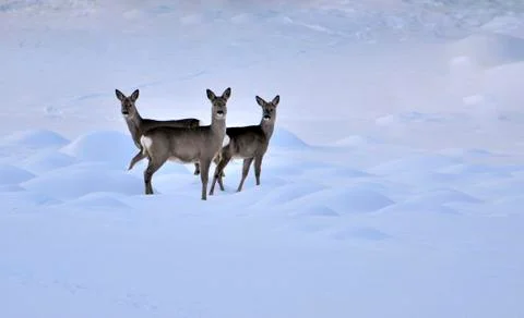 Deer surrounded by snow Stock Photos