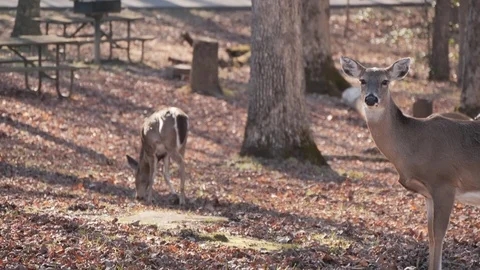 Deer Take Over The Picnic Area at Mammoth Cave National Park Stock-Footage 88636187