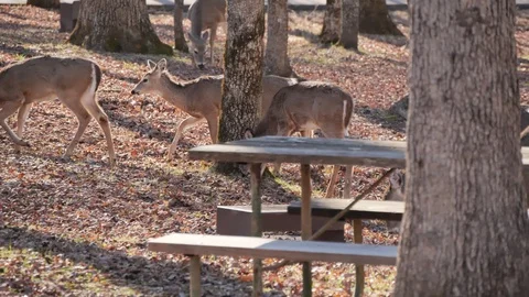 Deer Take Over The Picnic Area at Mammoth Cave National Park Video stock 88640626
