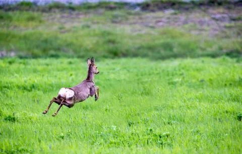 Deer Taking off Stock Photos