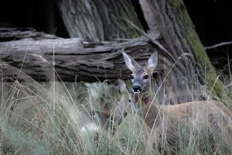 Deer in the tall grass in front of a tree trunk Stock Photos