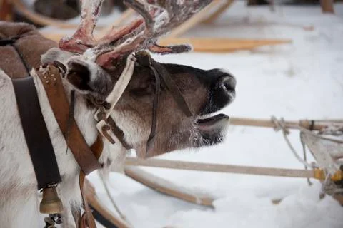 Deer in a team Stock-Fotos