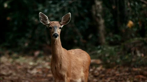 Deer thinking Video stock 28996394