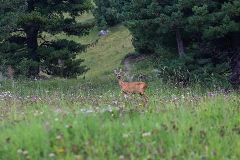 A deer through the mountain trees and grass Stock Photos