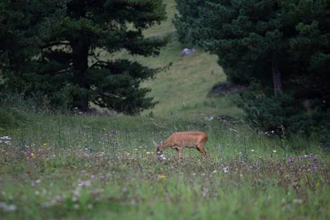 A deer through the mountain trees and grass Stock Photos