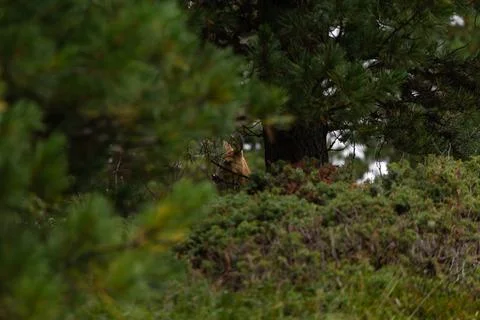 A deer through the mountain trees and grass Foto stock