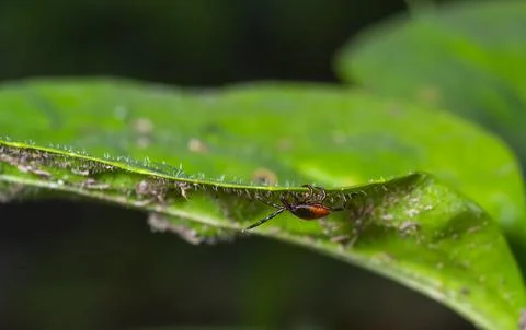 Deer tick on a green leaf background. Ixodes ricinus. Close-up of dangerous i 库存照片