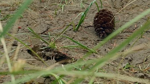 Deer track in mud and pine cone Hidden Swamp Oregon Cascades Oval Lake Mt. Hood Stock-Footage 82002297