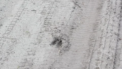 Deer track on a sandy road, whitetail deer Stock Footage 284422129
