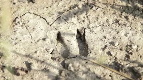 Deer Track Still - shadows Видео 8848164