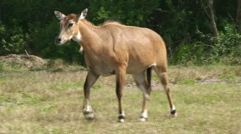 Deer Tracking Stock Footage 572895