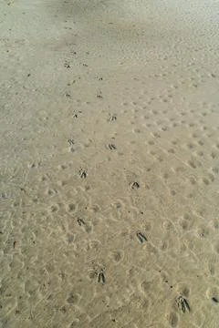 Deer tracks on the beach Stock Photos