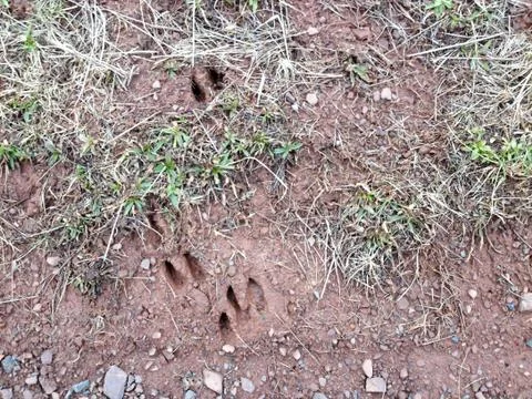 Deer tracks prints in mud Stock Photos