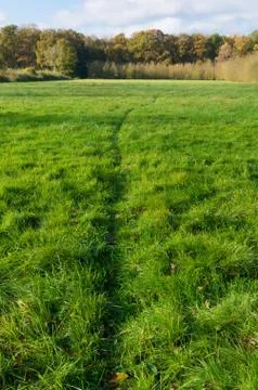 Deer trail Stock Photos