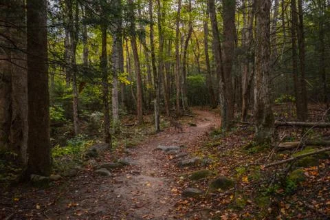 Deer on trail Stock Photos