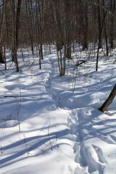 Deer Trail Stock Photos