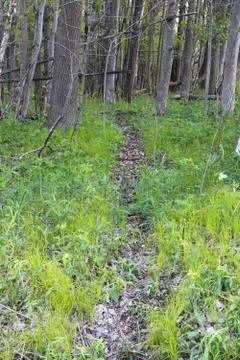 Deer Trail Stock Photos