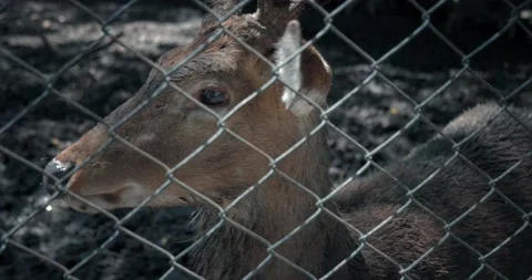 A deer is trapped behind the bars of a zoo cage in the dark Video stock 166992247