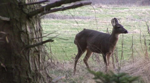 Deer Tree Video stock 343488