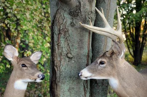 Deer by tree trunk in woods Stock Photos