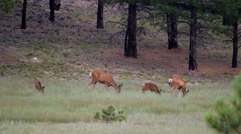 Deer at treeline Stock Footage 32451309
