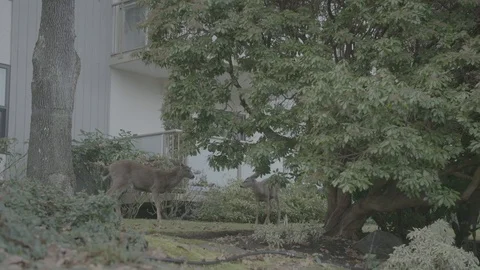 Deer in trees nest to an apartment block Stock Footage 127041437