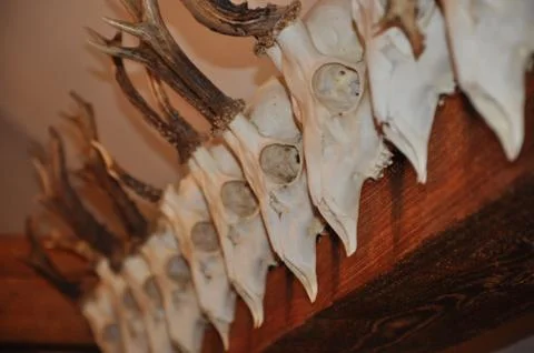 Deer trophy Stock Photos