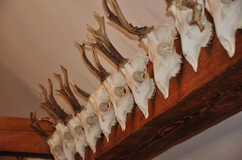 Deer trophy Stock Photos