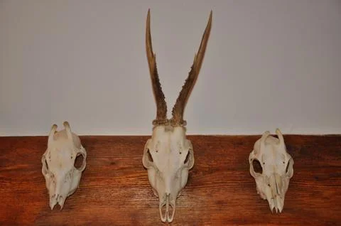 Deer trophy Stock Photos