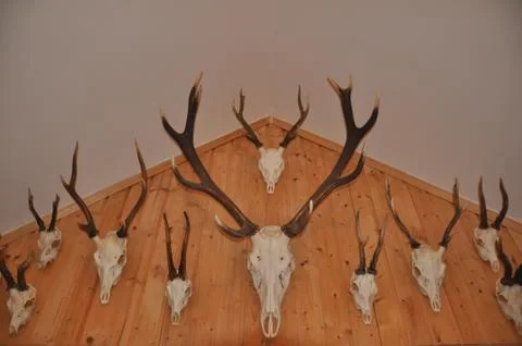 Deer trophy Stock Photos