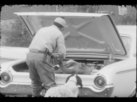 Deer in Trunk of Car Hunter - Shows Off Sport Hunt / Hunting Trophy Vídeos de archivo 77848693