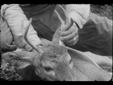 Deer in Trunk of Car Hunter - Shows Off Sport Hunt / Hunting Trophy Video stock 77848715