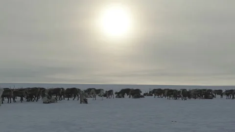 Deer in tundra. General plan from eye level. Sun in haze in background Stock Footage 233817386