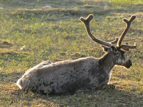 Deer in the tundra. Foto stock
