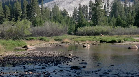 Deer in Tuolumne River Video stock 58067383