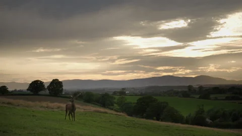Deer Turns Heads Towards Camera In Front Of Dramatic Sunset Stock Footage 239550178