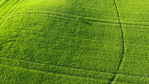 Deer in Tuscany Stock Footage 184106024