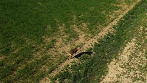 Deer in Tuscany Stock Footage 184106444