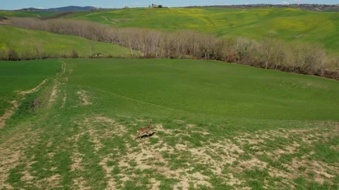 Deer in Tuscany Stock Footage 184106580