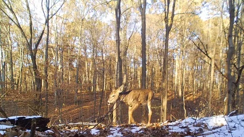Deer two does forest closeup view from ground level smelling around Stock Footage 120577297