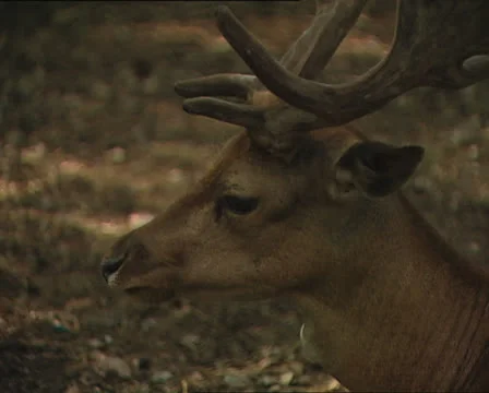 DEER in Umbrian forest close up 動画素材 24086910