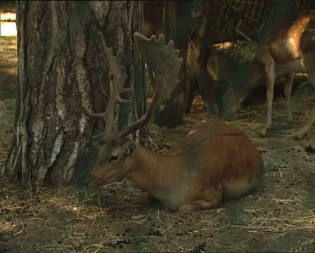 DEER in Umbrian forest reserve Video stock 24086787