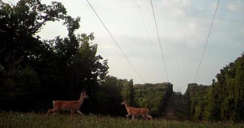 Deer under power lines Stock Photos