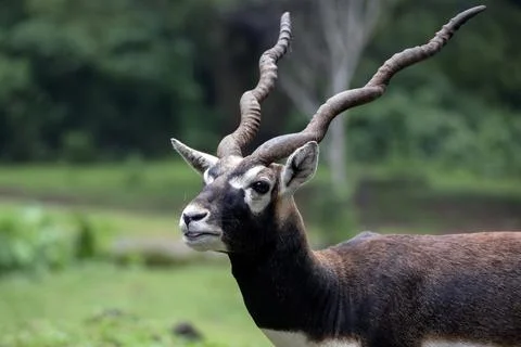 Deer with unique horn in a forest Stock Photos